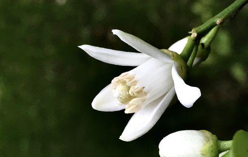 桔子的花果生长过程（从开花到结果）