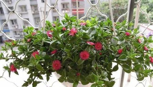 牡丹吊兰开花时间与花期解析（了解牡丹吊兰花期月份）