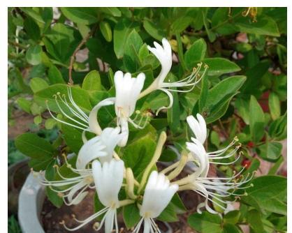 金银花盆栽冬季养护（如何让你的金银花在冬天里茁壮成长）