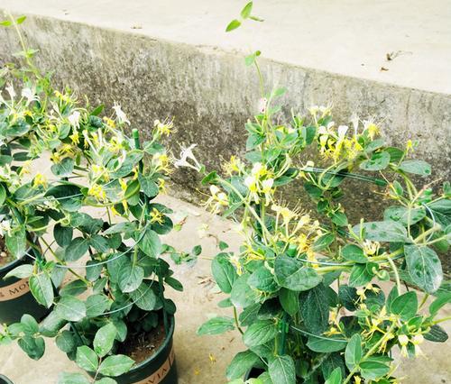 金银花盆栽冬季养护（如何让你的金银花在冬天里茁壮成长）