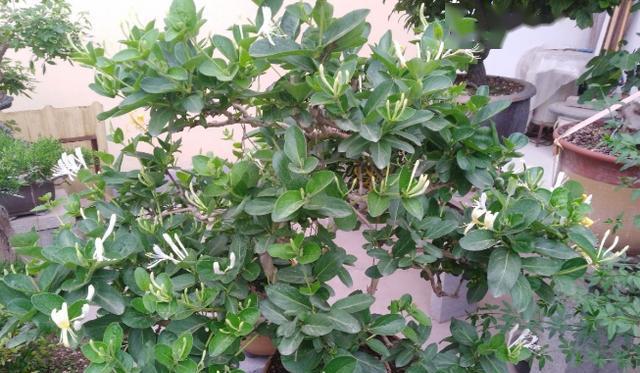 金银花盆栽冬季养护（如何让你的金银花在冬天里茁壮成长）