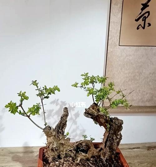 家养黄荆的风水禁忌（以“阳宅风水”为）