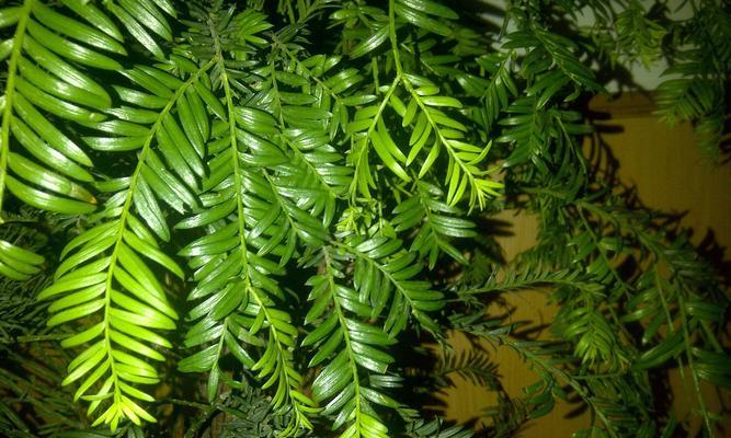 红豆杉种子可直接种植（了解红豆杉种子的种植方法及注意事项）