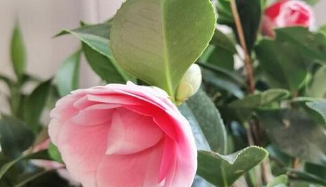 四季茶花的生长环境选择——喜阳还是喜阴(探讨茶花的生态环境与养护技巧)
