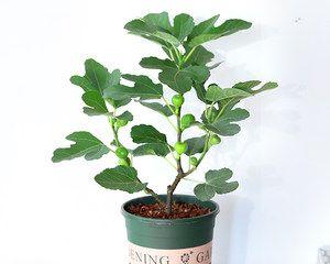 无花果的水培与土培，哪个更好（水培与土培的优缺点及对无花果生长的影响）