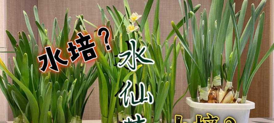 无花果的水培与土培，哪个更好（水培与土培的优缺点及对无花果生长的影响）