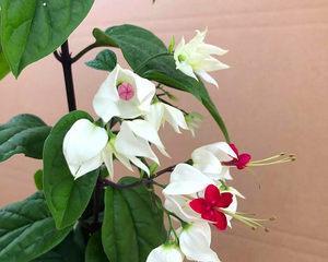 如何养护龙吐珠花，让它更加美丽（龙吐珠花的养护技巧和注意事项）