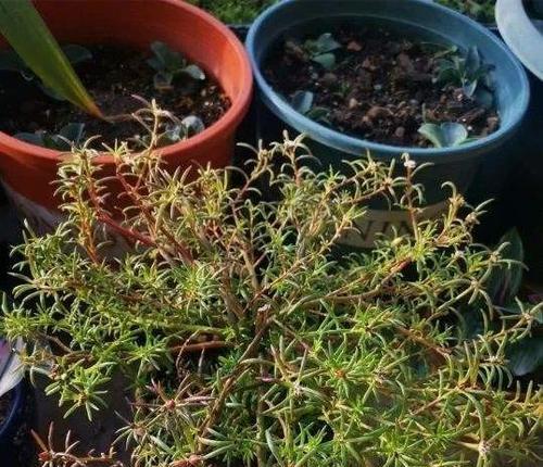太阳花叶子发软下垂的原因和补救方法（为什么太阳花叶子会发软下垂）