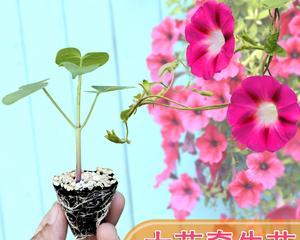 矮牵牛（了解矮牵牛的有毒特性）