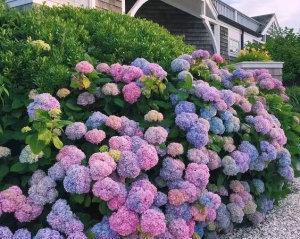 无尽夏绣球花语的美丽寓意（探索无尽夏绣球花的花语与象征意义）