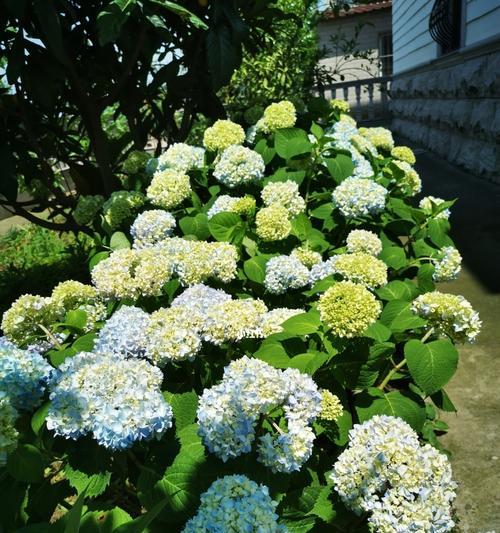 无尽夏绣球花语的美丽寓意（探索无尽夏绣球花的花语与象征意义）