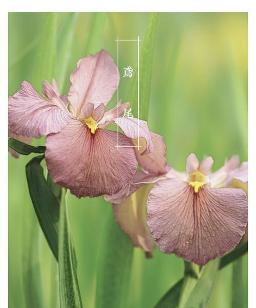 蓝色鸢尾花的花语（探寻蓝色鸢尾花所传达的心灵语言）