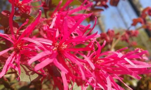 红花继木（探究红花继木的象征意义与生命力）