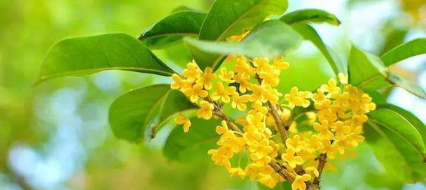 桂花花语与寓意（桂花的美丽与内涵）