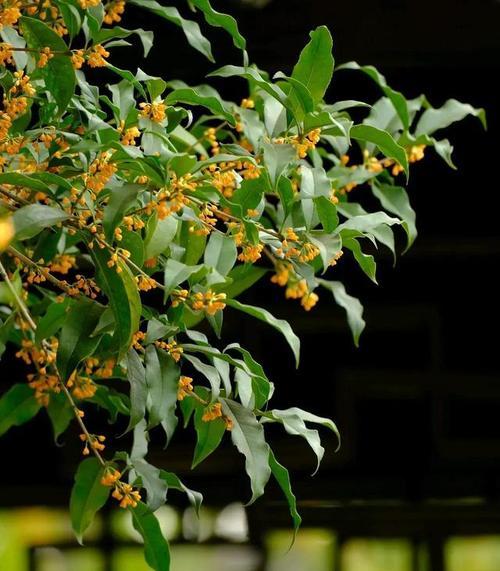 桂花花语与寓意（桂花的美丽与内涵）