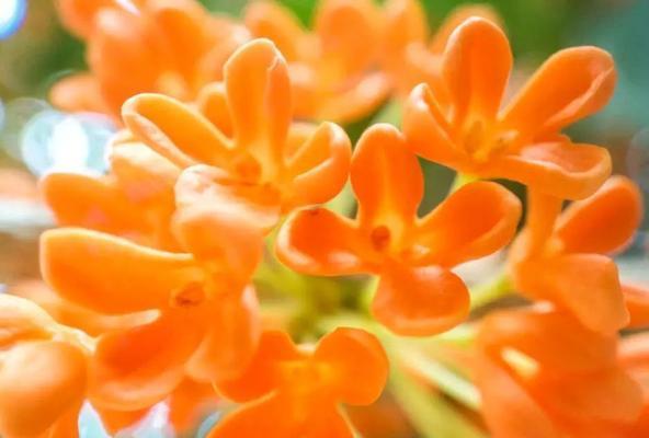 桂花花语与寓意（桂花的美丽与内涵）