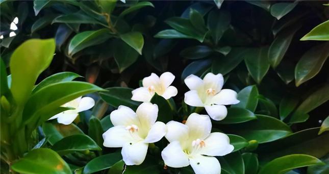 如何正确给非洲茉莉浇水（掌握正确的浇水频率）