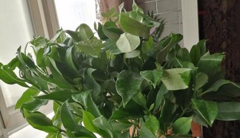 如何正确给非洲茉莉浇水（掌握正确的浇水频率）