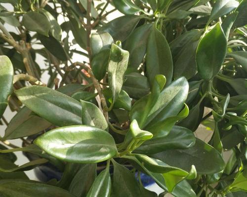 如何正确给非洲茉莉浇水（掌握正确的浇水频率）