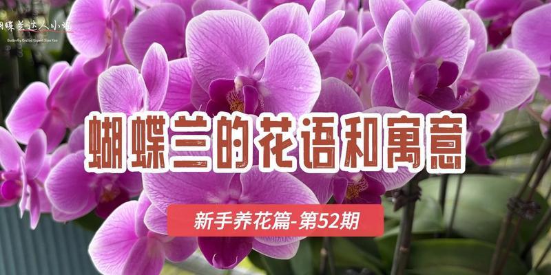 蝴蝶兰的花语与含义(探索蝴蝶兰花语的奥秘) 蝴蝶兰的花语与含义(探索蝴蝶兰花语的奥秘)