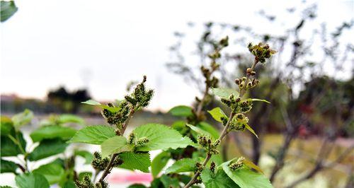 桑树开花结果时间及其特点（从叶子到果实）