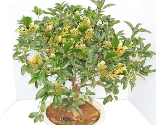 探究桂花的植物分类（从生长环境到营养价值）