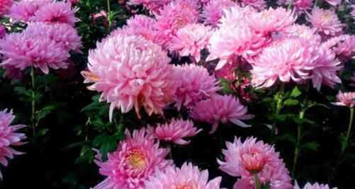 菊花花语的深刻寓意(揭示菊花所传递的情感与寓意) 菊花花语的深刻寓意(揭示菊花所传递的情感与寓意)