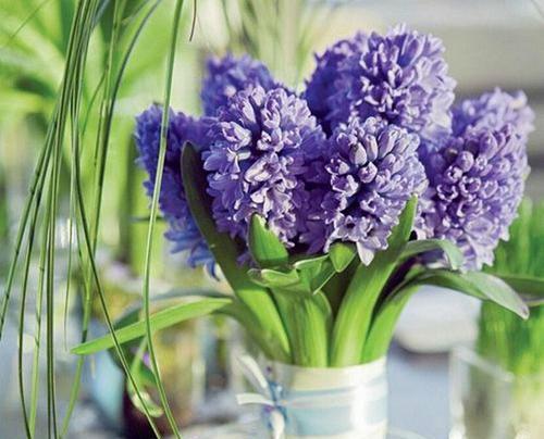 风信子花语及其代表的意义（探寻风信子的花语）