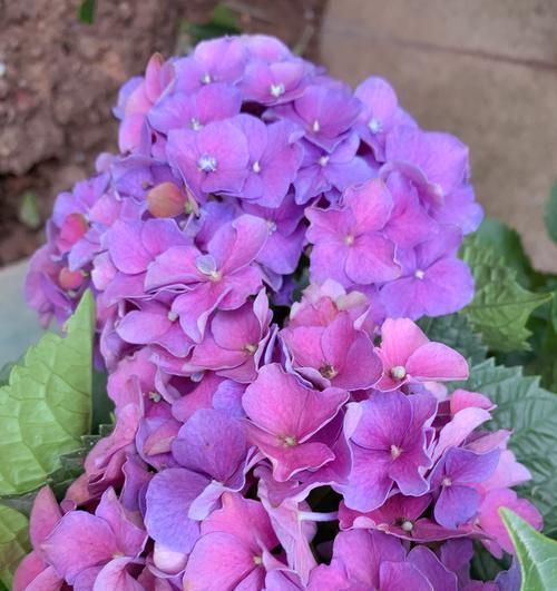 浪漫花语之恋爱花束（用花语传递爱的心意）