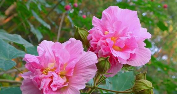 放下不舍，迎接新生——白花菜花语探究（探索白花菜的花语及象征意义）