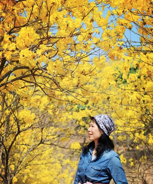 黄风铃花(传递快乐与希望的阳光之花) 黄风铃花(传递快乐与希望的阳光之花)