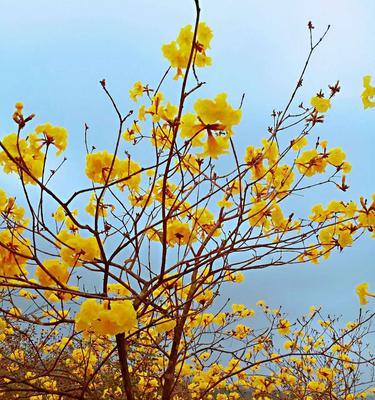 黄风铃花(传递快乐与希望的阳光之花) 黄风铃花(传递快乐与希望的阳光之花)