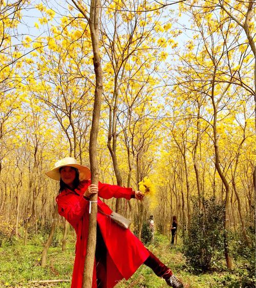 黄风铃花(传递快乐与希望的阳光之花) 黄风铃花(传递快乐与希望的阳光之花)