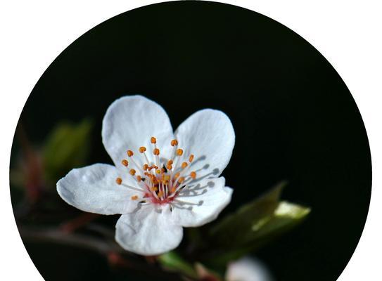 紫叶李的花语及其美丽传说（探索紫叶李的花语与传说）