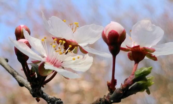 紫叶李的花语及其美丽传说（探索紫叶李的花语与传说）