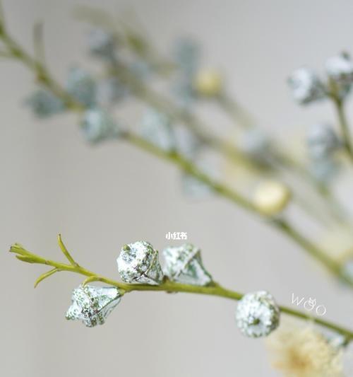 尤加利花语的深刻含义（探索尤加利花语的历史与传承）