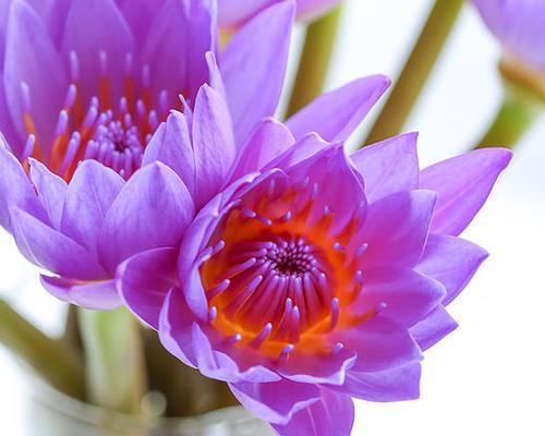 深紫色睡莲的花语（沉静与神秘的美丽）