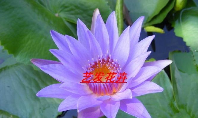 深紫色睡莲的花语（沉静与神秘的美丽）