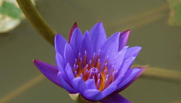 深紫色睡莲的花语（沉静与神秘的美丽）
