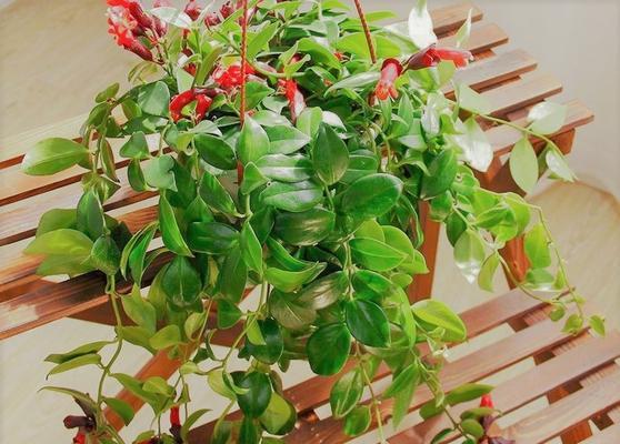 如何正确地给口红吊兰浇水（四季不同）
