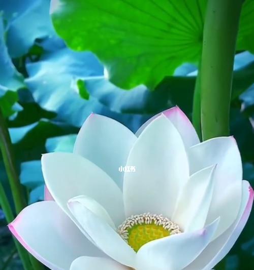 荷花的花语与寓意（揭示荷花的浪漫之美）