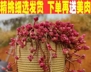 小球玫瑰的养殖方法（教你打造一片迷人的小球玫瑰花园）