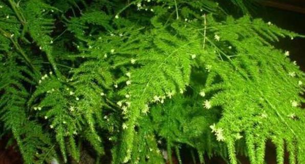 文竹为什么不开花（探究文竹开花的原因与方法）