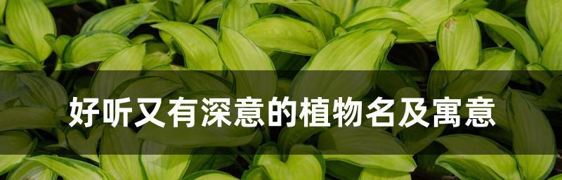 以夕雾花语传递深情与祝福（探寻花朵背后的真谛与意义）