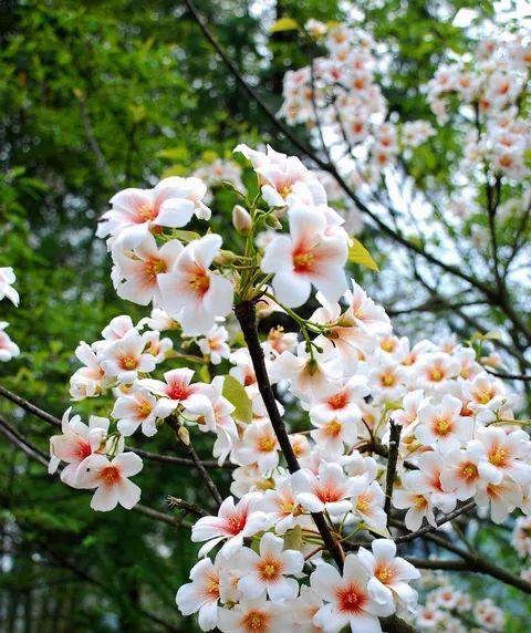 油桐花之美(探寻油桐花的花语及象征意义) 油桐花之美(探寻油桐花的花语及象征意义)