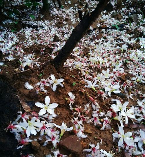 油桐花之美（探寻油桐花的花语及象征意义）