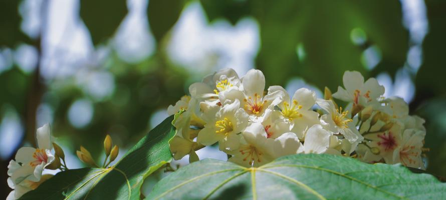 油桐花之美(探寻油桐花的花语及象征意义) 油桐花之美(探寻油桐花的花语及象征意义)