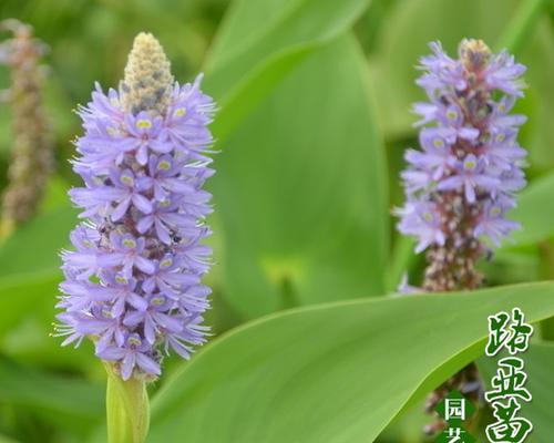 梭鱼草的花语(美丽的梭鱼草) 梭鱼草的花语(美丽的梭鱼草)