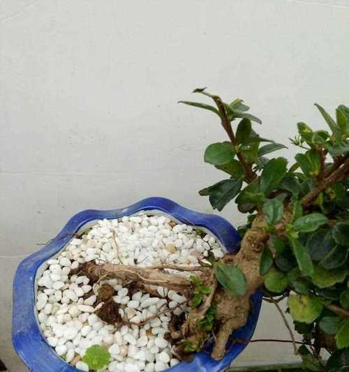 福建茶盆景的土栽培养护方法（如何选用适合的土壤）