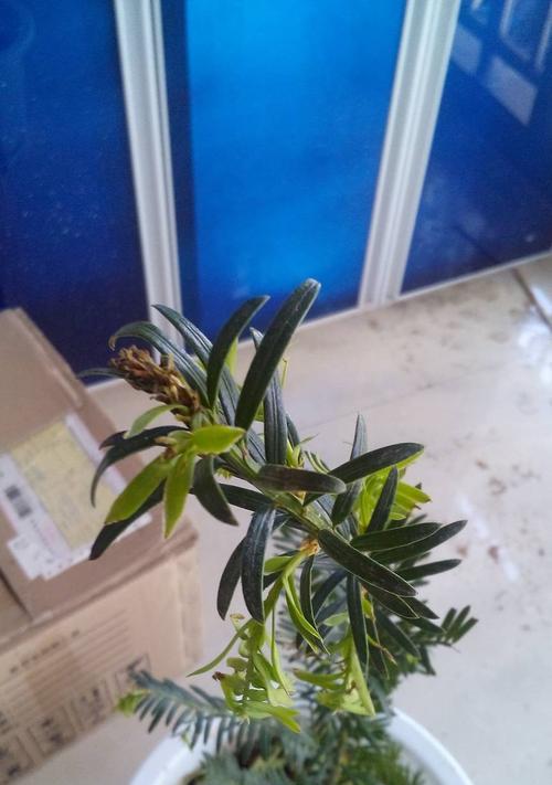 红豆杉掉叶子的原因及治疗方法（红豆杉叶子掉落）